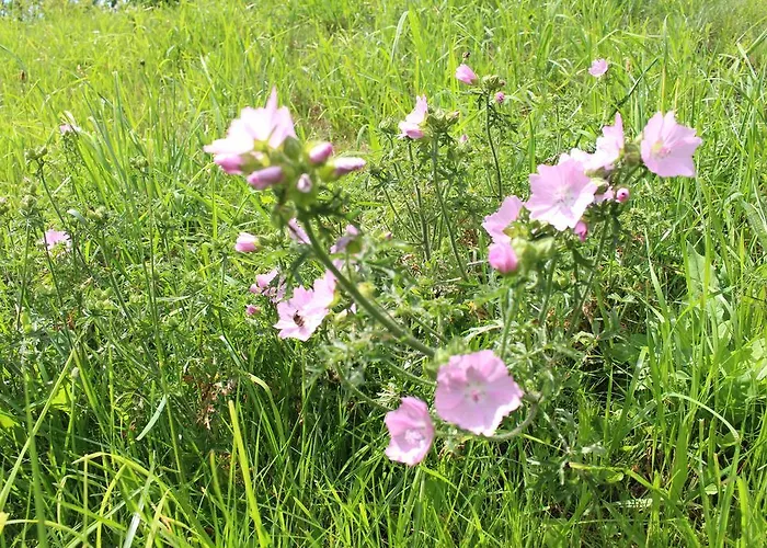 Grobauer Schwarzenberg am Bohmerwald