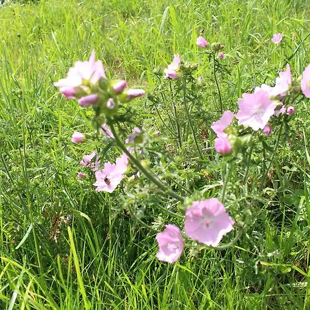 Grobauer Schwarzenberg am Bohmerwald